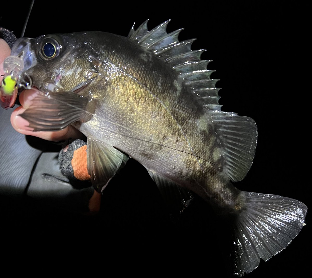 aska_fishing46's tweet photo. 昨夜は普段やらない港湾でのメバリング❗️
サイズは小さいが引きが良かった。
#APIA #GRANDAGE #LITE82
#Dover46slowsinking
#メバル https://t.co/df8tDH1edA