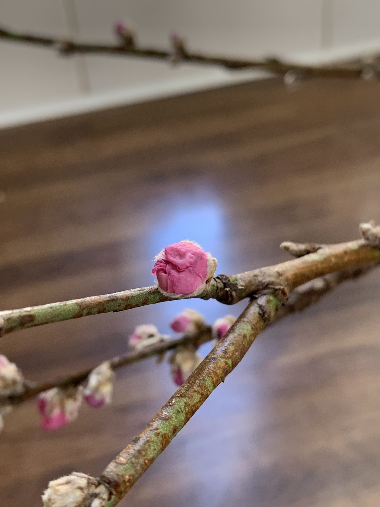 虫六 みずすまし お花屋さんで桃の花を見かけたので ひと枝買って今日のお稽古に出かけました 先生のお宅の雛飾りに お三味線 T Co Bjqnqwagvi Twitter