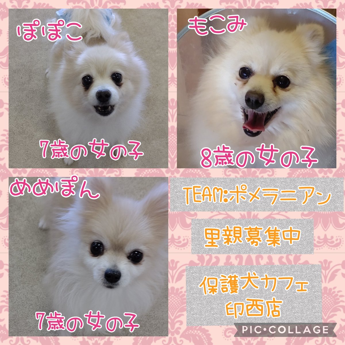Hogoken Cafe 印西店 印西店のteamポメラニアンです みんな甘えん坊さんでいつもニコニコです 里親募集 ぽぽこ ポメラニアン 7歳の女の子 もこみ ポメラニアン 8歳の女の子 めめぽん ポメラニアン 7歳の女の子 ラブ