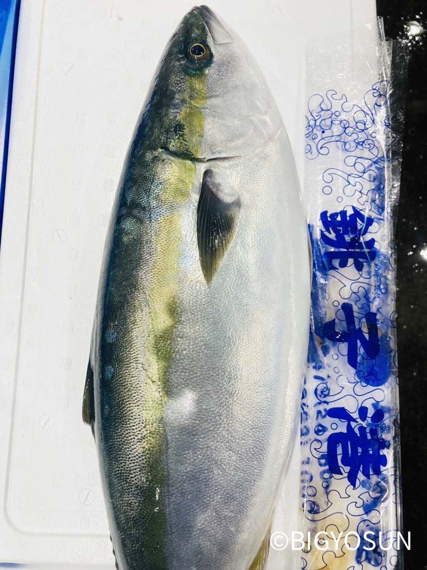 ビッグヨーサン公式 本日のメイン やっぱり まぐろのヨーサン だからね 天然本マグロ 長崎 山口産と用意しています 脂はバッチリ 身も締まって間違いナシの商品です 全店に仕入れているので 是非 今晩の食卓に オススメです お店に到着