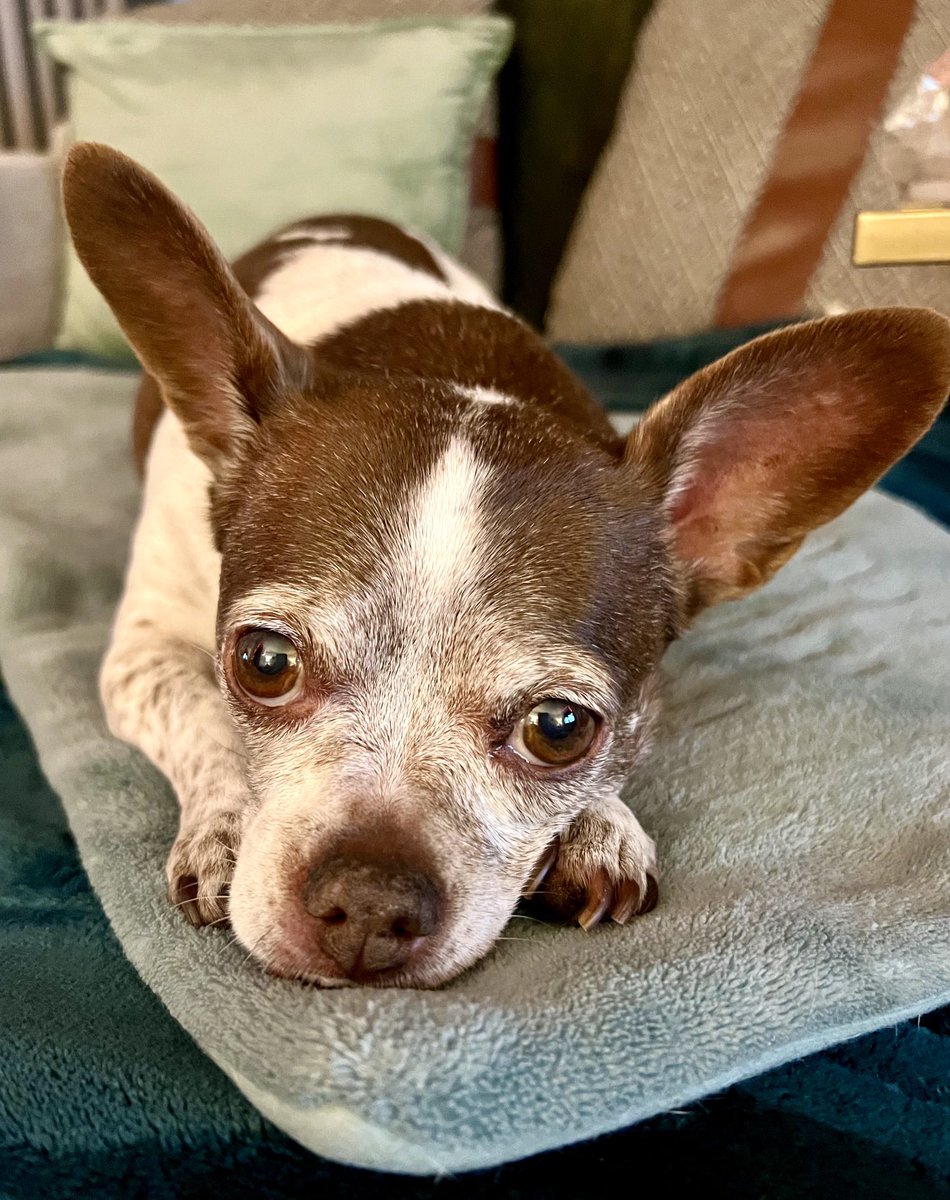 PaulaPhoto007's tweet photo. My badass dog, Little, a ChiPit, Chihuahua Pitbull! And she showed it tonight protecting me from the possum! She got a bone and the heating pad for her Courage & Bravery. #Little #brave #fiercest #protector #GuardDogonDuty #ChiPit #courage #goodgirl https://t.co/nHmquNk81g