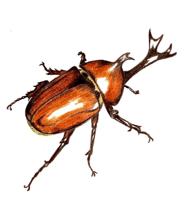カブトムシのtwitterイラスト作品