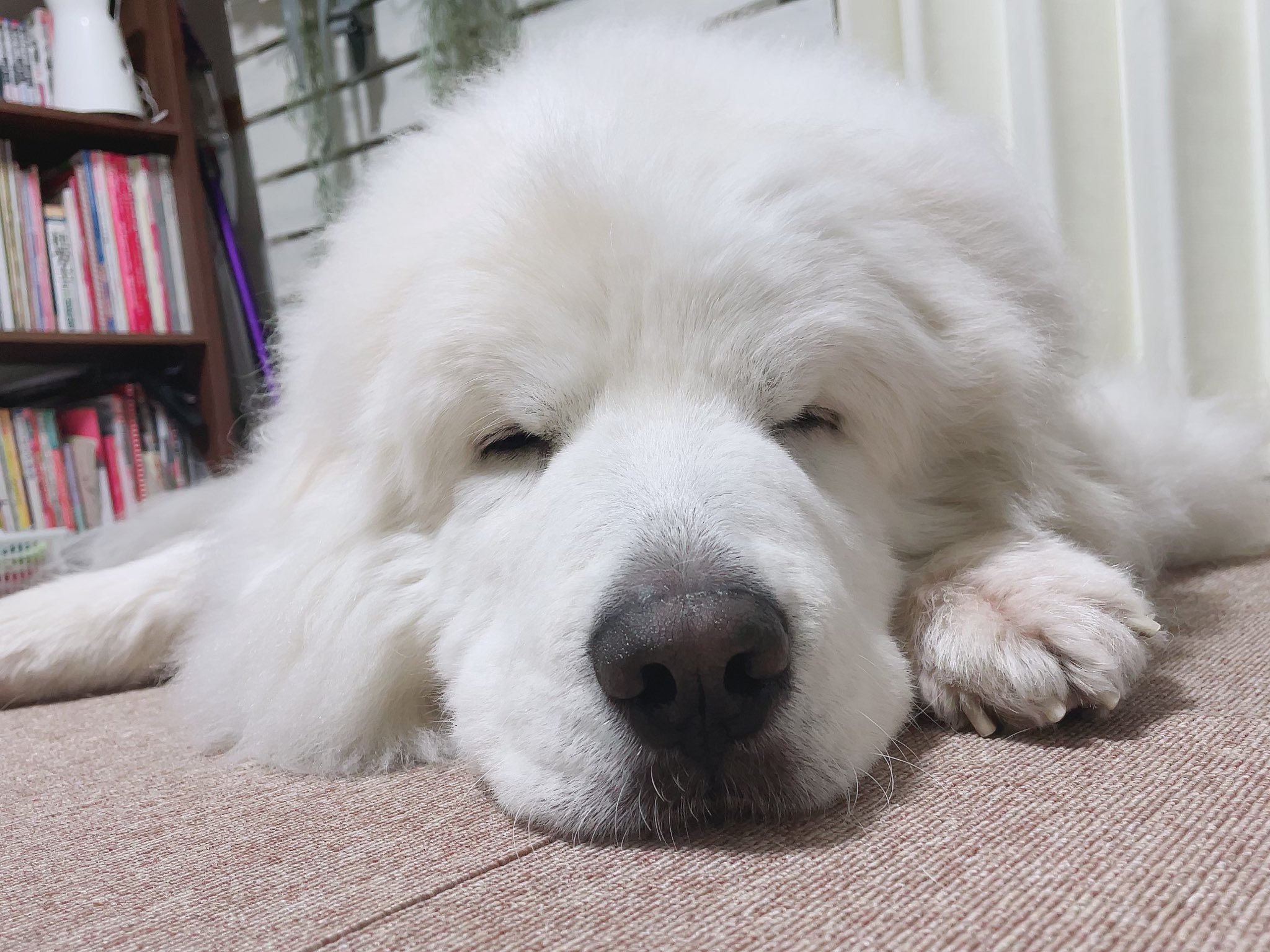 Sada Animals 実は薄目で見られてる 犬好きさんと繋がりたい 犬との暮らし 大型犬 超大型犬 もふもふ 犬好き わんこ グレートピレニーズ ピレネー犬 しろくま ぽっちゃり犬 監視 寂しがりや T Co Lds3byui1t Twitter