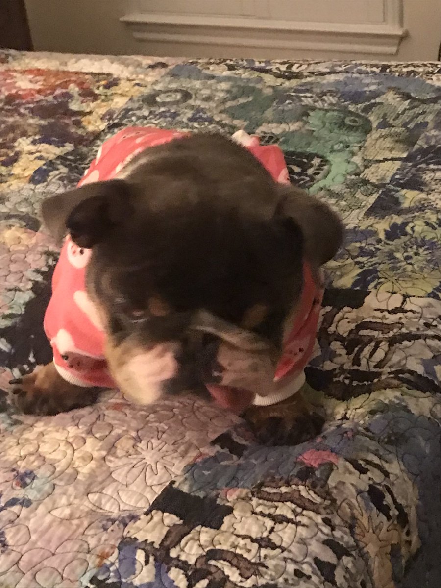 DawneAnn's tweet photo. #bulldog #englishbulldog  Hi Little Max. Ready for bed? https://t.co/4Hl8xcJBvS