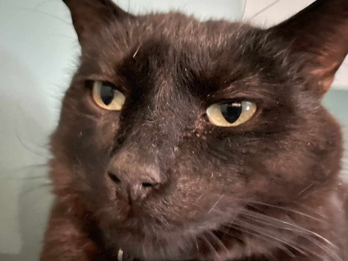 Thinking of starting a series of videos on Tik Tok called “Adventures of Angry Pawpa.”  Thoughts????? #StrayStrong #BlackCat #cats #Madcat