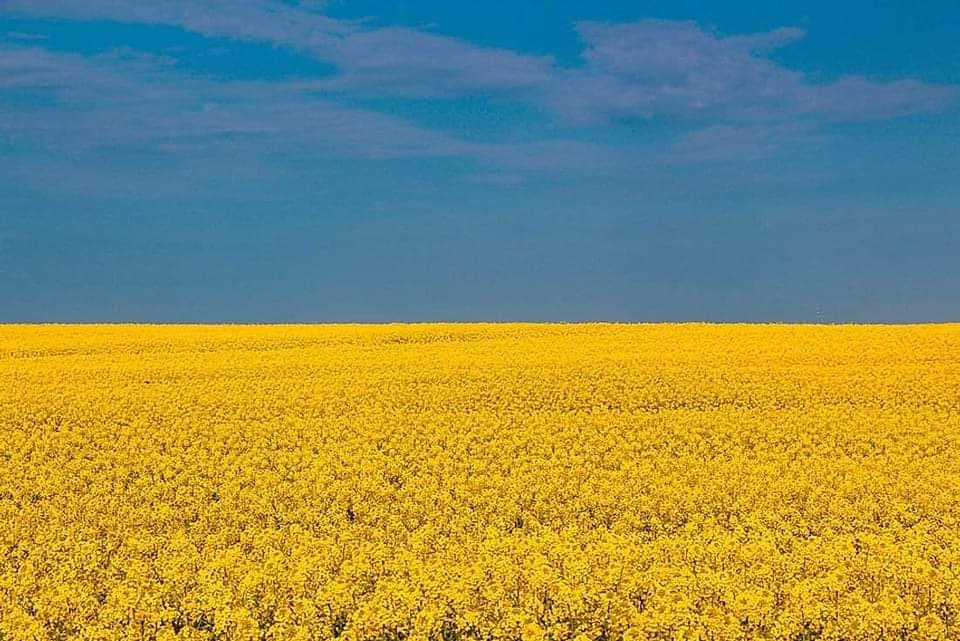 What the Ukraine flag signifies. A golden field of grain (Ukraine is the world's 4th largest exporter of barley and corn, and the 5th largest exporter of wheat) beneath clear blue skies. Sky above grain, or freedom above bread.🇺🇦