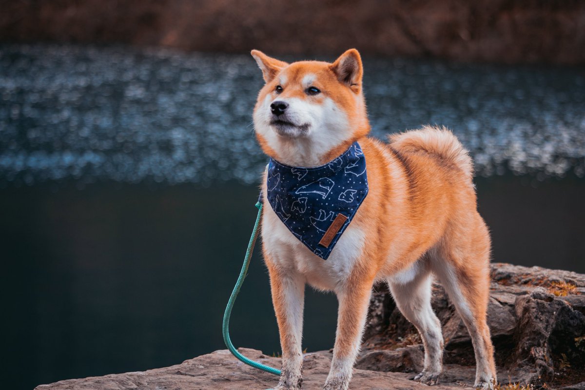 welshshibas's tweet photo. Love the #twitterdogcommunity
Would love to follow our followers on IG too!
Drop your handles below 😁 https://t.co/8COAHoUIkF