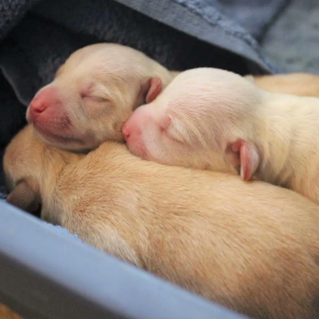 Baby season arrived early and dozens of pets are depending on us. THIS IS JUST THE BEGINNING! Over the next few months, hundreds of infant pets will arrive hungry and in need of care. 
Will you be there for them? Make a life-sustaining donation today -> bit.ly/35arTB8