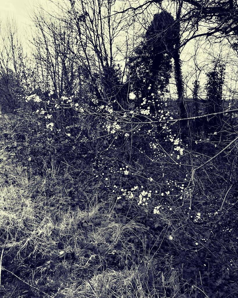 Spring coming through, walking on the edges