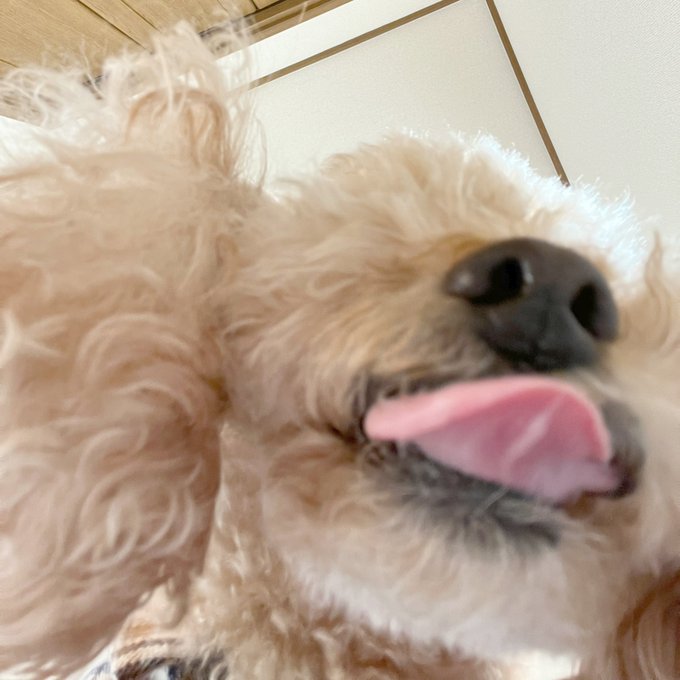 ウレション ビビりション トイプードルのわこわこブログ 愛犬わんこのフードや遊び 買ったものを気ままに書いてます