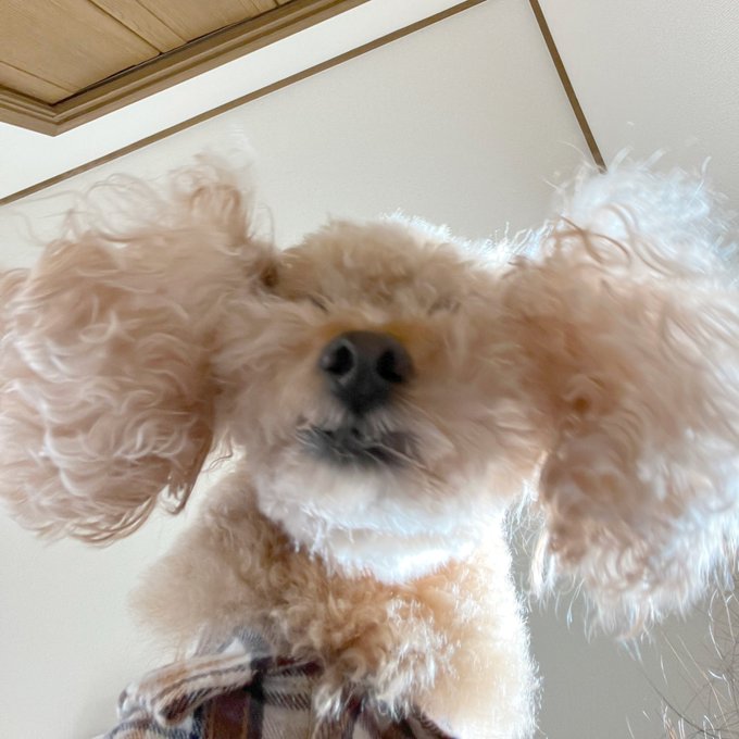 ウレション ビビりション トイプードルのわこわこブログ 愛犬わんこのフードや遊び 買ったものを気ままに書いてます