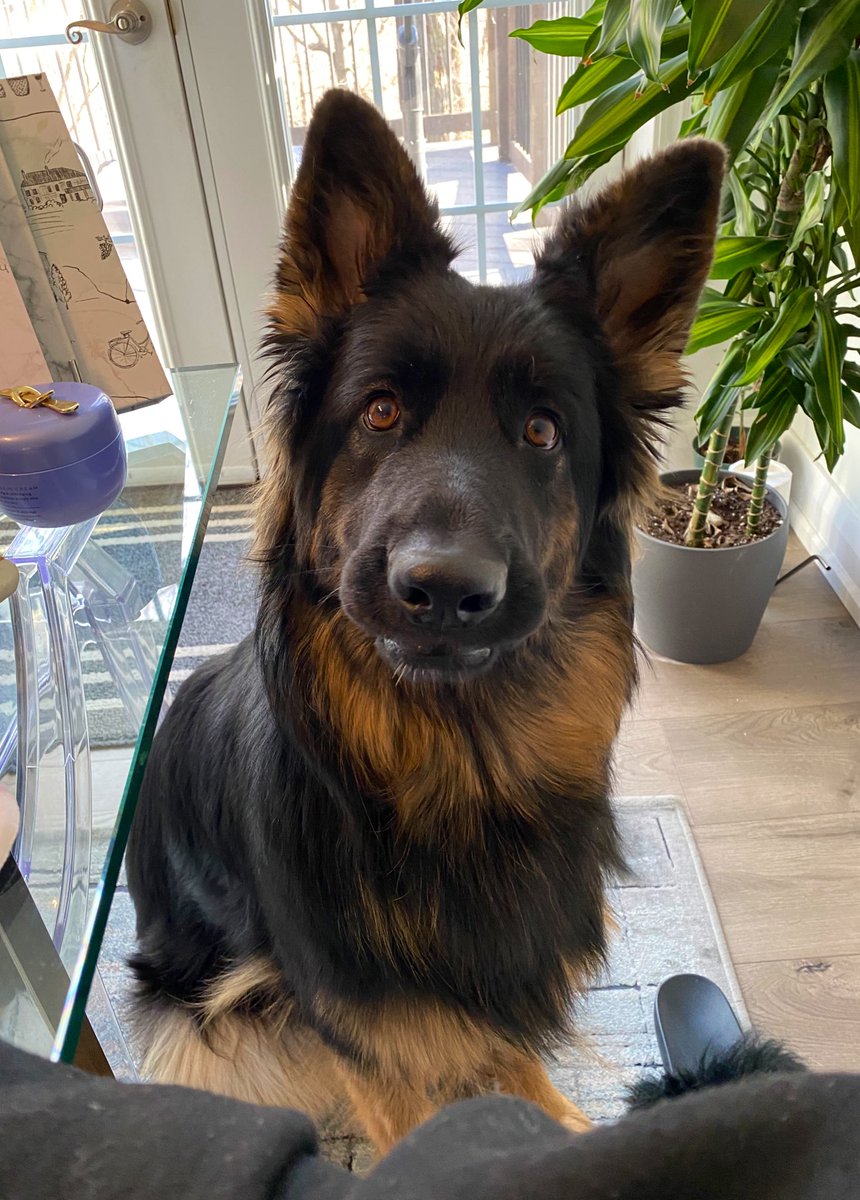 Our face trying to figure twitter out, send help! #dogsoftwitter #twitterdogcommunity #twitterdogs