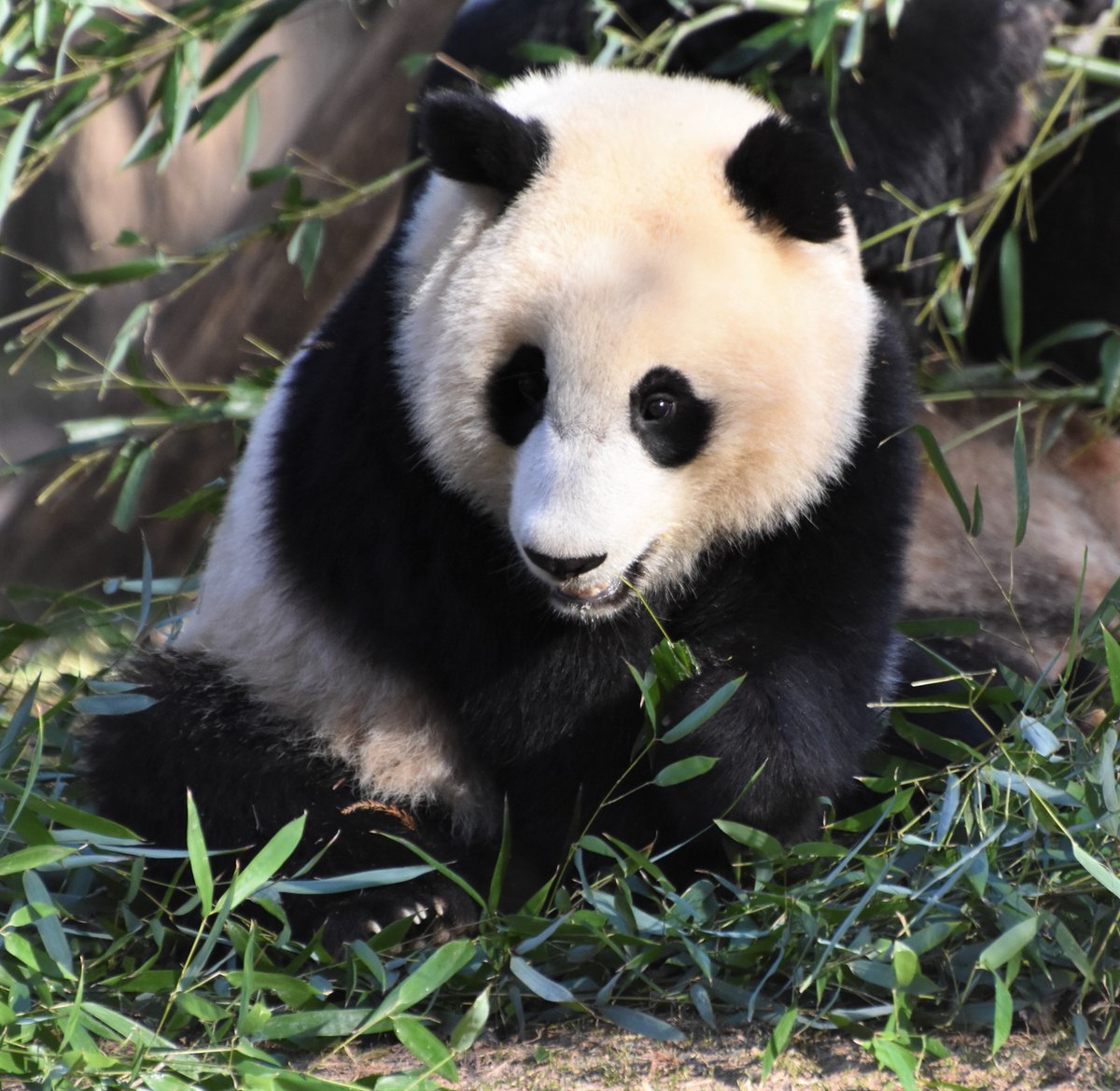 Pandas International tweet media