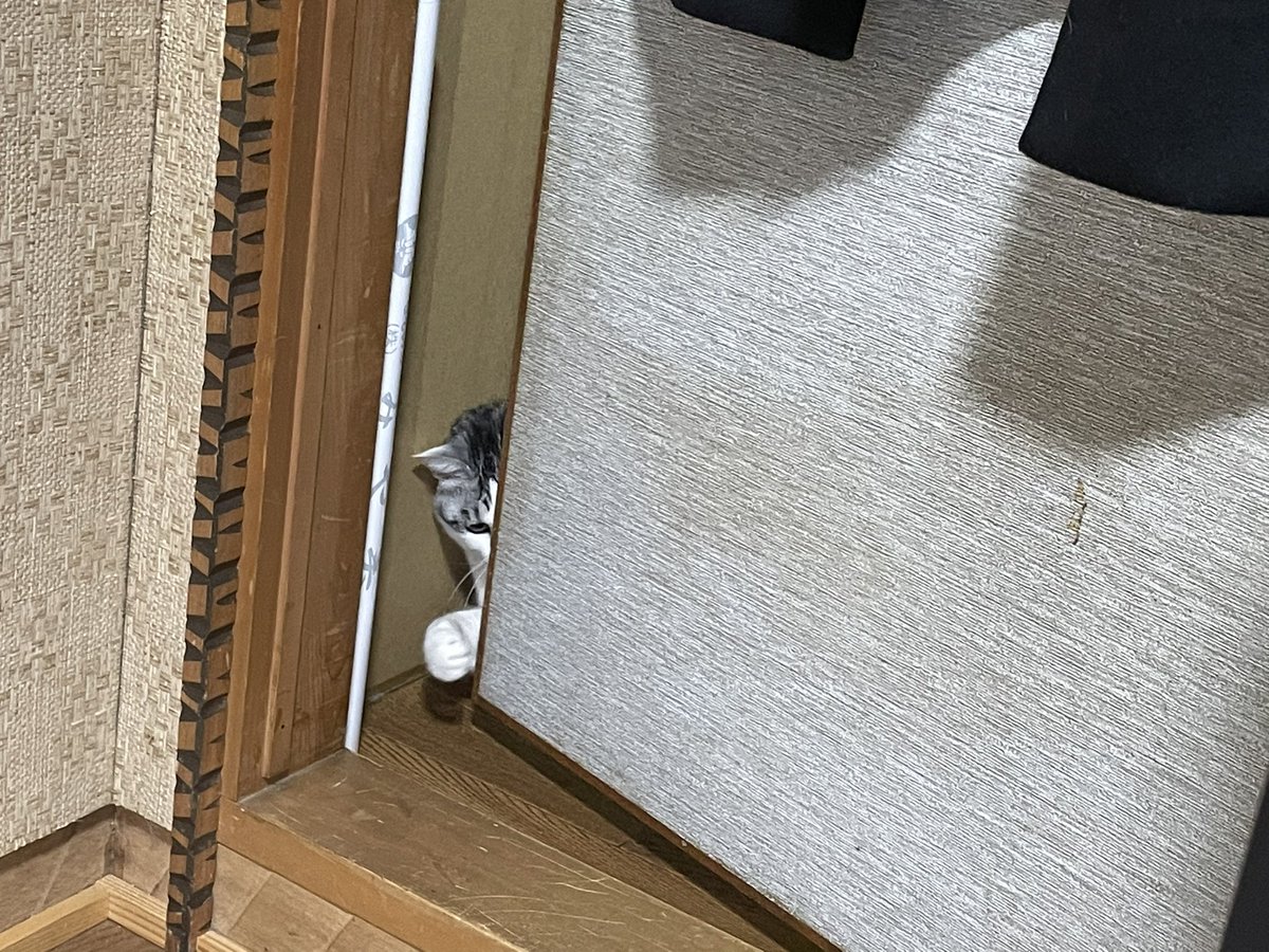 Ku_Mei_nyannyan's tweet photo. ちょ、開けぃ🚪 https://t.co/o1sVi0vWZ1