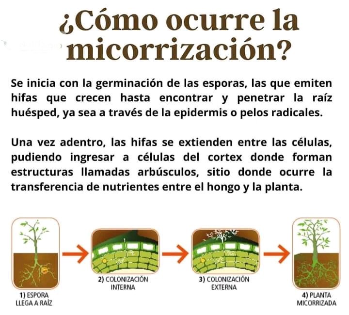 InteresAgro's tweet photo. Asi funcionan las micorrizas 🌱👨‍🌾 https://t.co/28AgOb2y9N