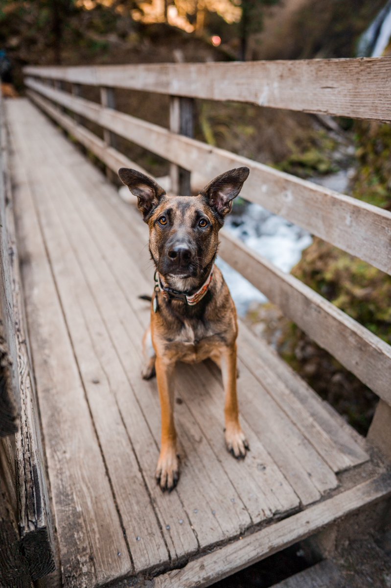 Nyah | Gray and Hound tweet media