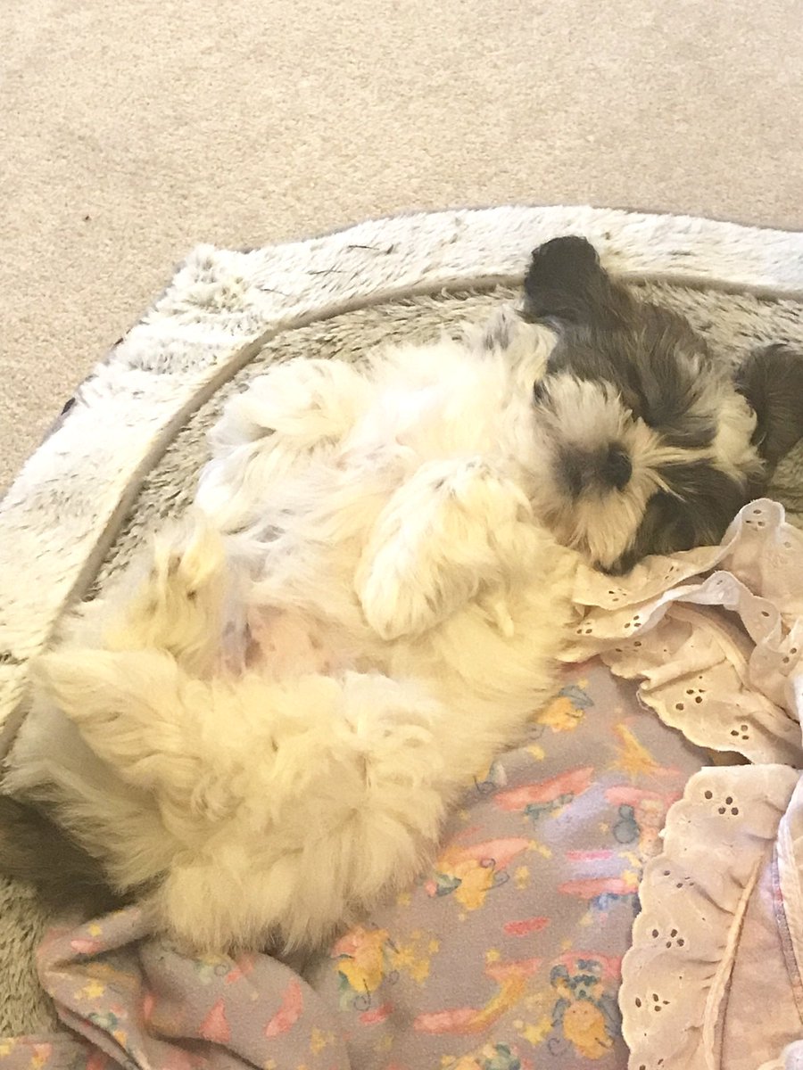 <a href="/ourventuredogs/">Sara + Ags + Rey</a> Omg same now 🥲🥲(could never post this on insta)