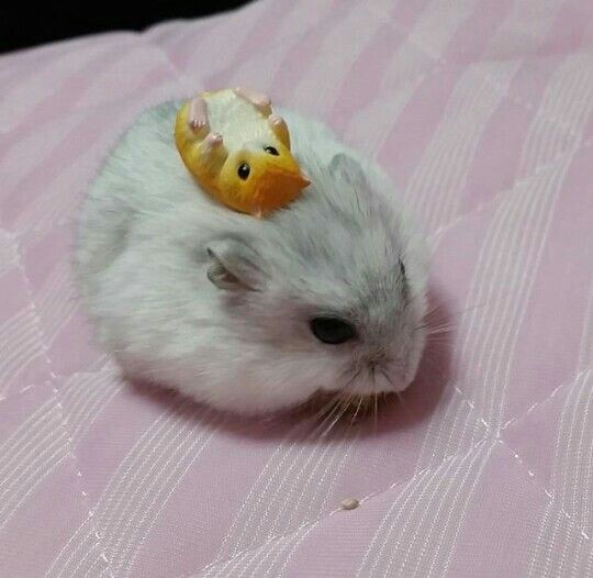 Милый хомяк. Красивые хомячки. Очень милый хомячок. Джунгарский хомяк белый. Очень милый хомячок.