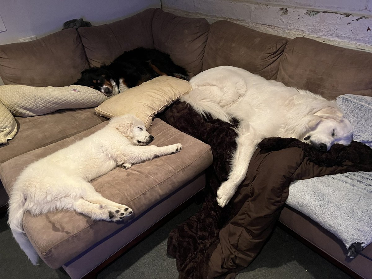 #snuggle #spoiledpup #dogsoftwitter