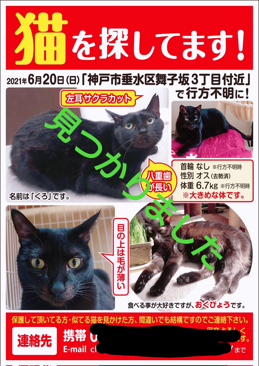 黒猫迷子 Twitter Search Twitter 黒猫迷子 Twitter Search Twitter