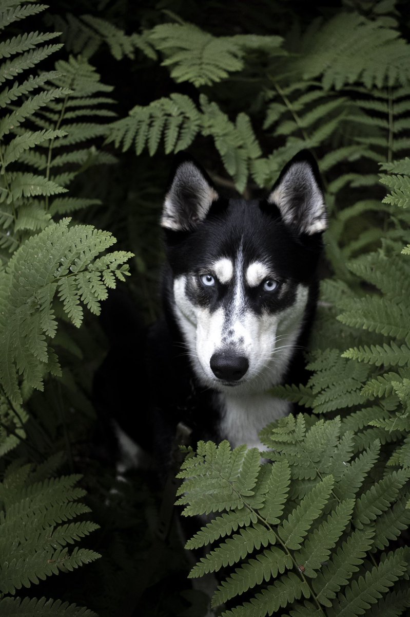 I don’t know what I’m doing, but here is my favourite photo I’ve ever taken. #dogsoftwitter #dogs #dog #twitterdogcommunity #twitterdogs