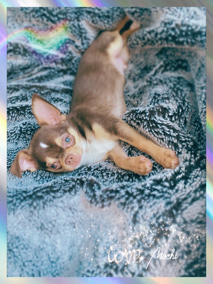 cheyennenw's tweet photo. Only had you to myself for 3 months but everyday you made them so much brighter. I’ll miss you forever my sweet mochi mo 💜 I can’t believe you’re gone. 8/18/21-2/25/22 https://t.co/r6dFlaNme1