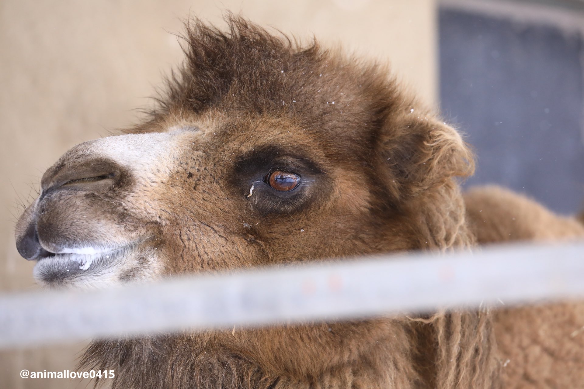 ラクダ Twitter Search Twitter