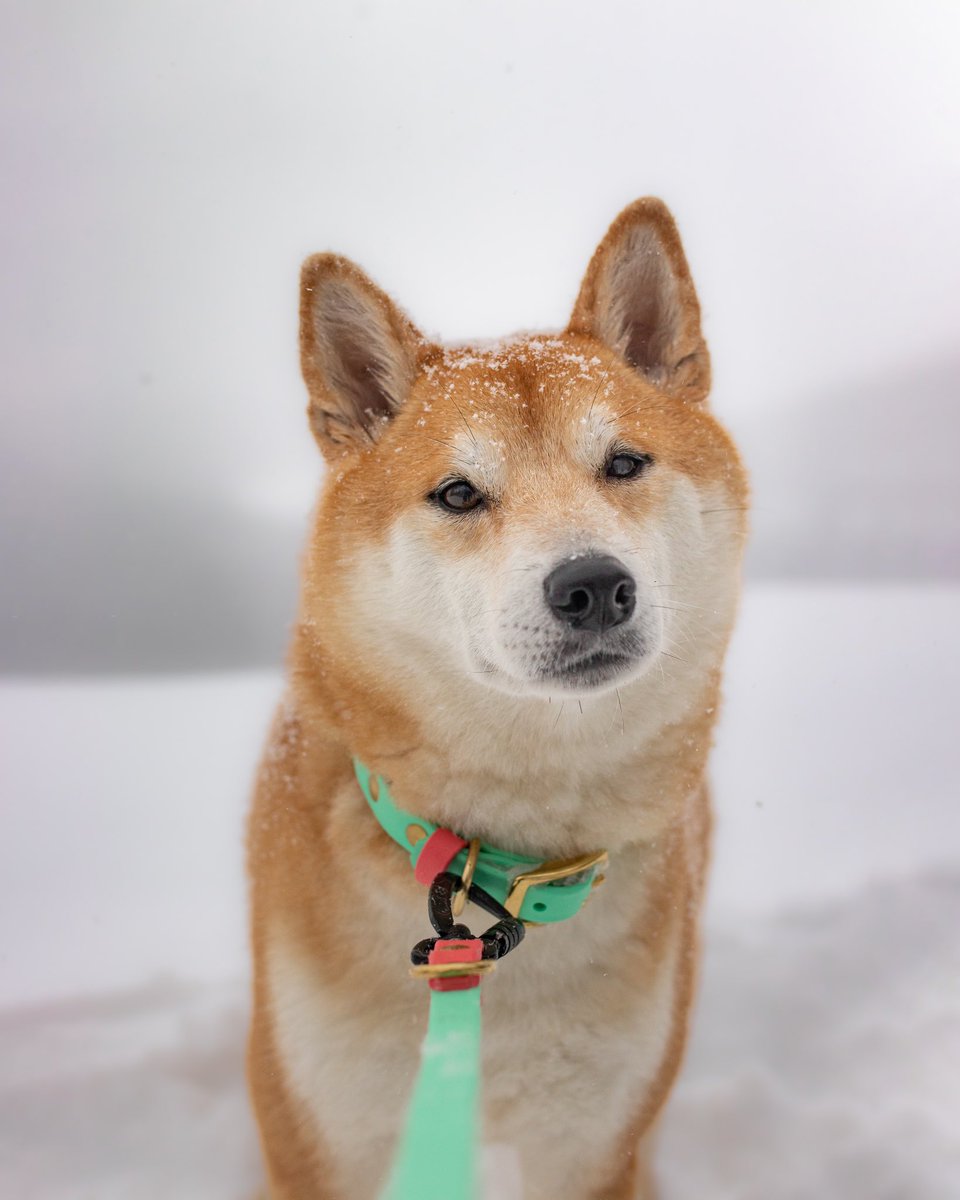 So what do you guys think of Twitter?👀
#twitterdogcommunity #dogphotography #dogsoftwitter #dogsofinstagram