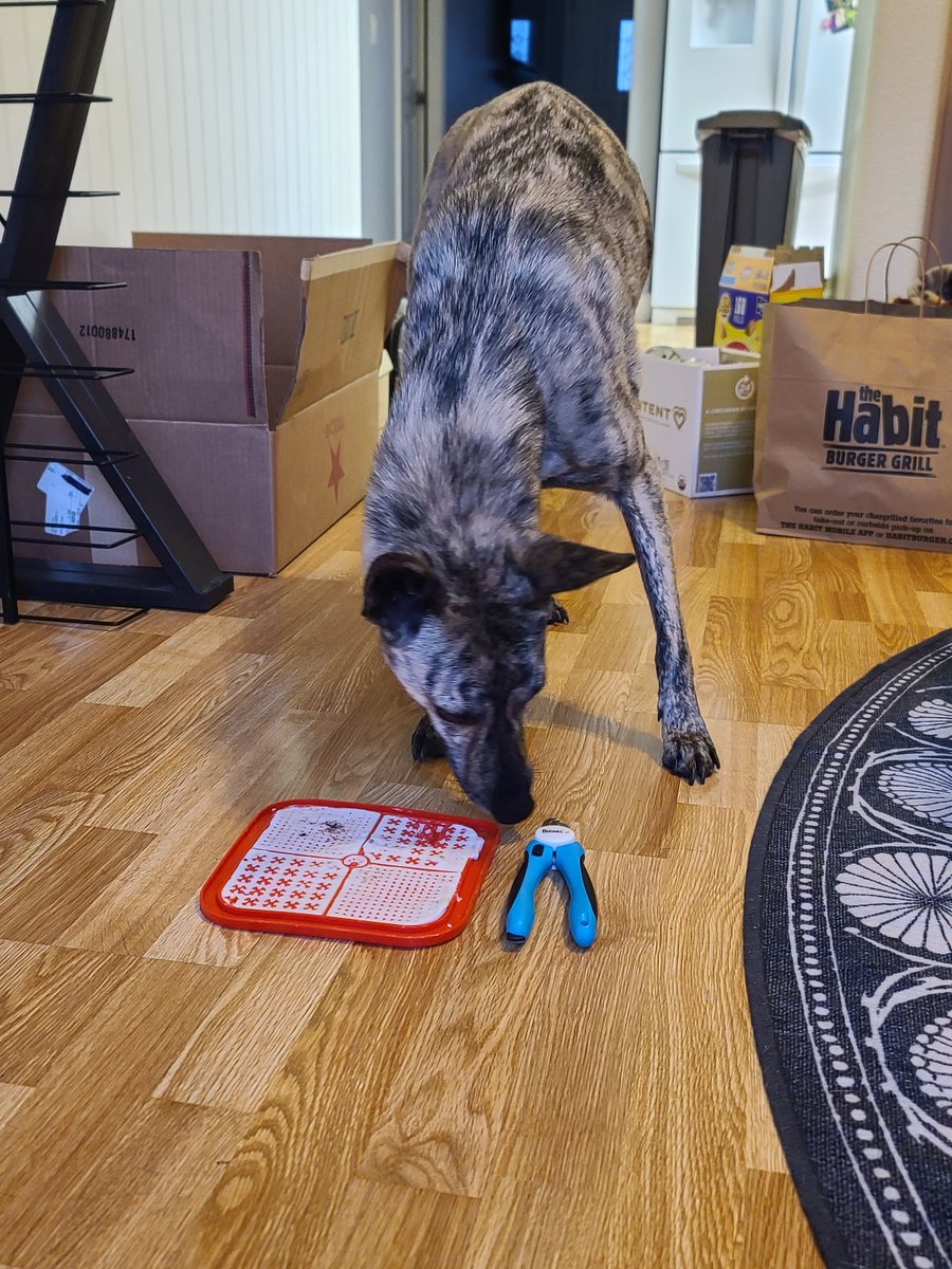 Working on that nail trimming desensitization and trying out a new method where he's standing instead of laying down. So back to square 1🙃 Wish us luck 😅