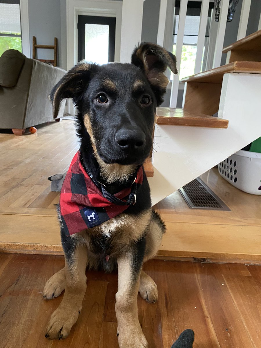 A Bark Above tweet media