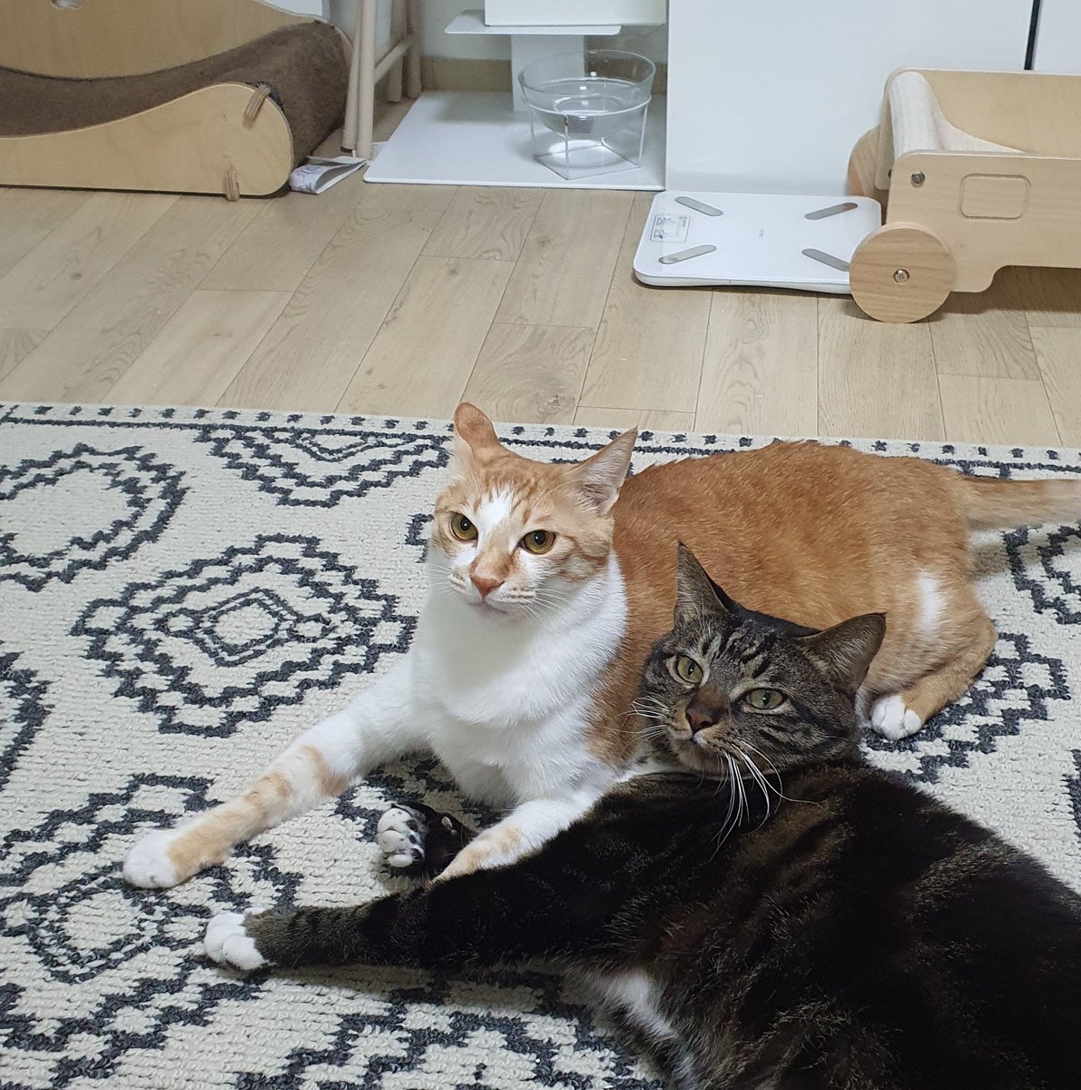 아침부터 사이가 좋으시네요😤