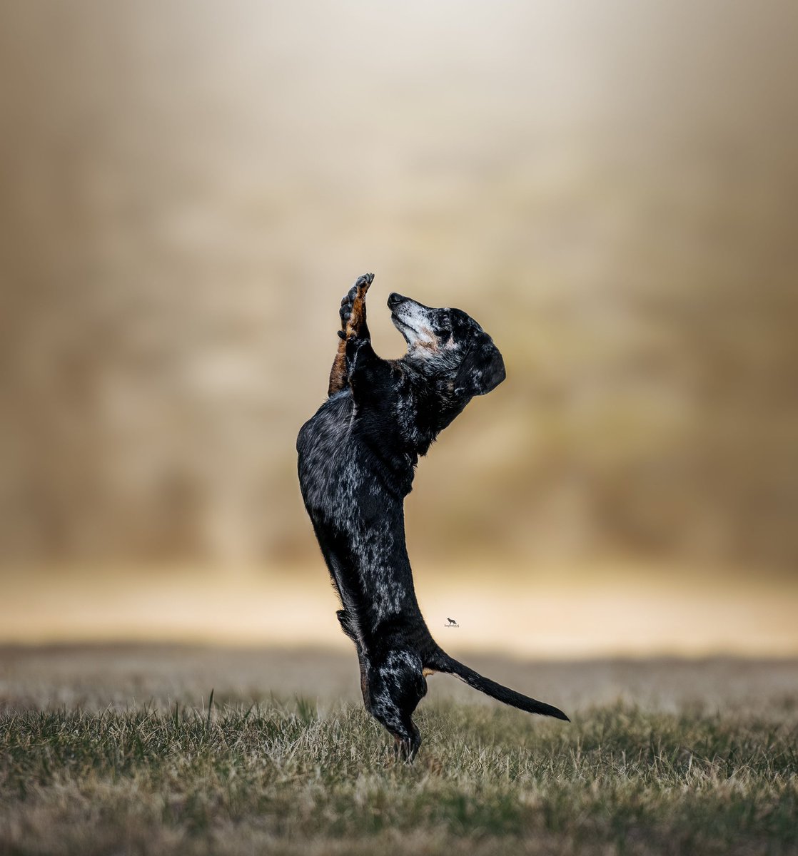 RT if you like loooooonnnggg weenies 😈🌭 ignore if u like Instagram rn 👿👿 #twitterdogcommunity #theneighbourhoodwolf #GermanShepherd