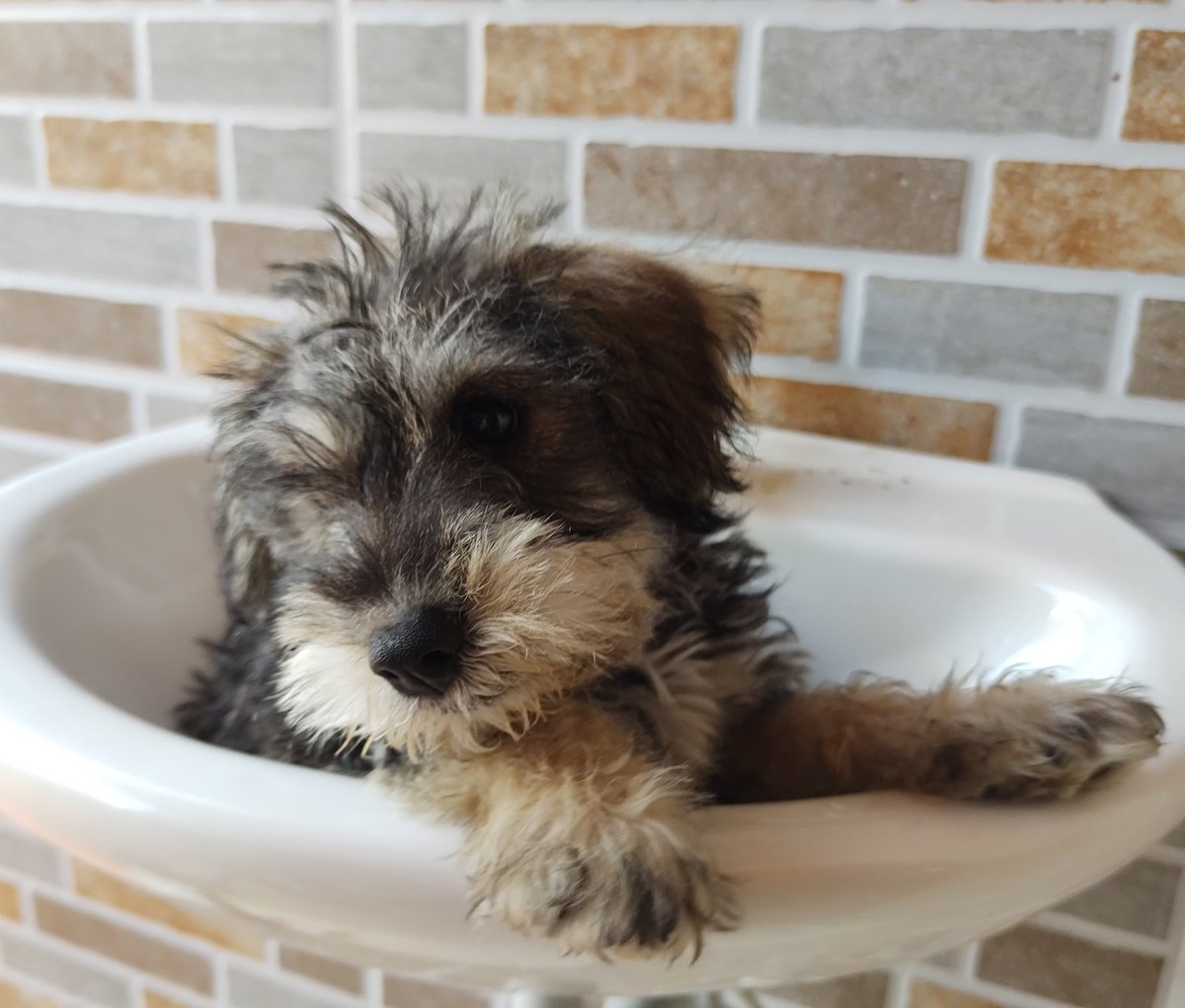 MariateCow's tweet photo. Soy Lía Fernanda🐶💖😍 https://t.co/4zBzxD9yCJ