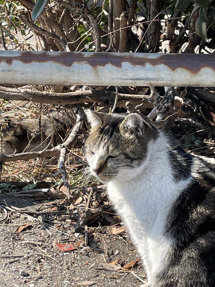 やっぱり平和がいいにゃ〜