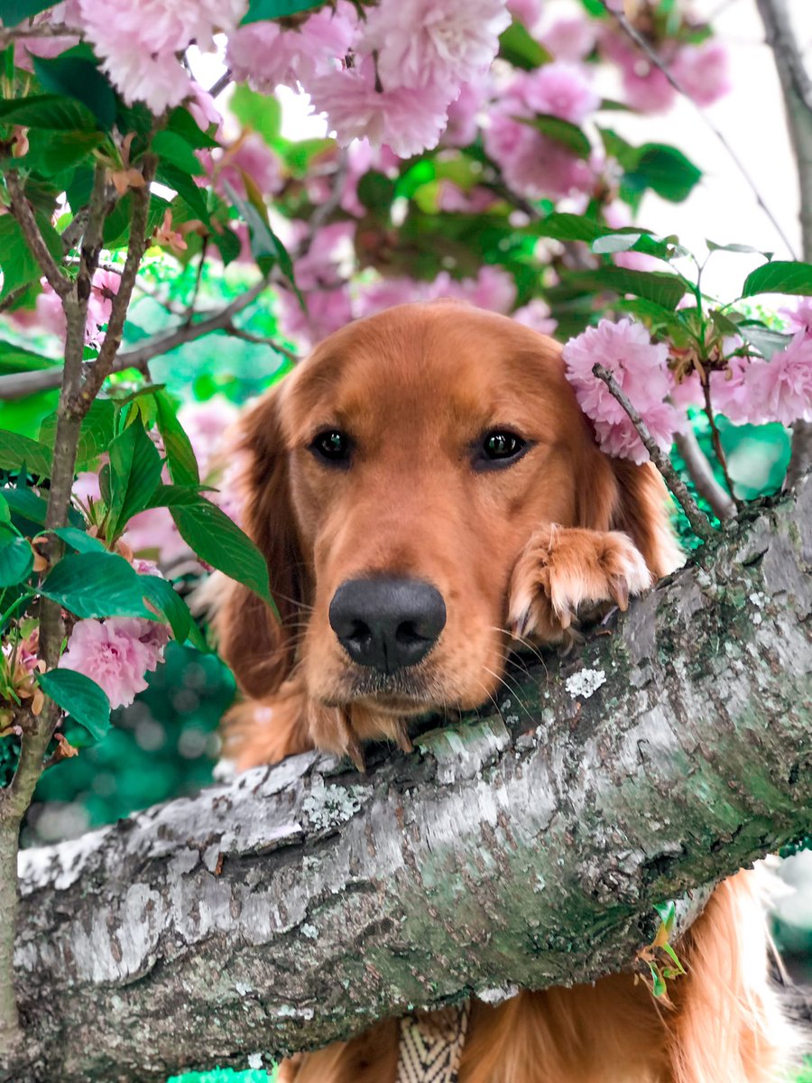 When I posted this to insta alllll the flowers were cut off.. so here it is in its full glory 💕💕 #twitterdogcommunity #dogtwittercommunity #DogTwitter