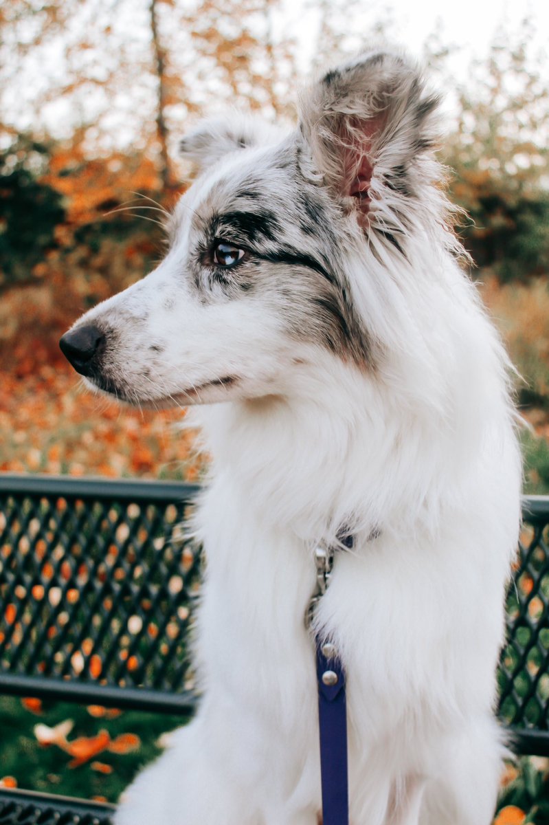 packofthepnw_'s tweet photo. Instagram by day… Twitter by night 🤪 

#dogtwitterafterdark #twitterdogcommunity #dogtwitter #dogsoftwitter https://t.co/8fxz06xtWj
