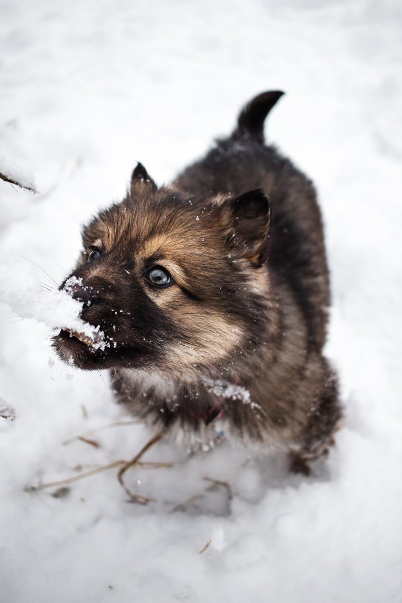 Brand new breed I think is going to be very popular. Look how cute my long coated russet potato is 🥺 #DogsofTwittter #twitterdogcommunity #canonphotography #dogphotography #animals