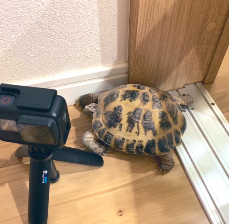 daisukitapioca7's tweet photo. 朝から部屋でお散歩してます🐢　#ヘヤンポ　＃リクガメ https://t.co/9uO0WEyivn
