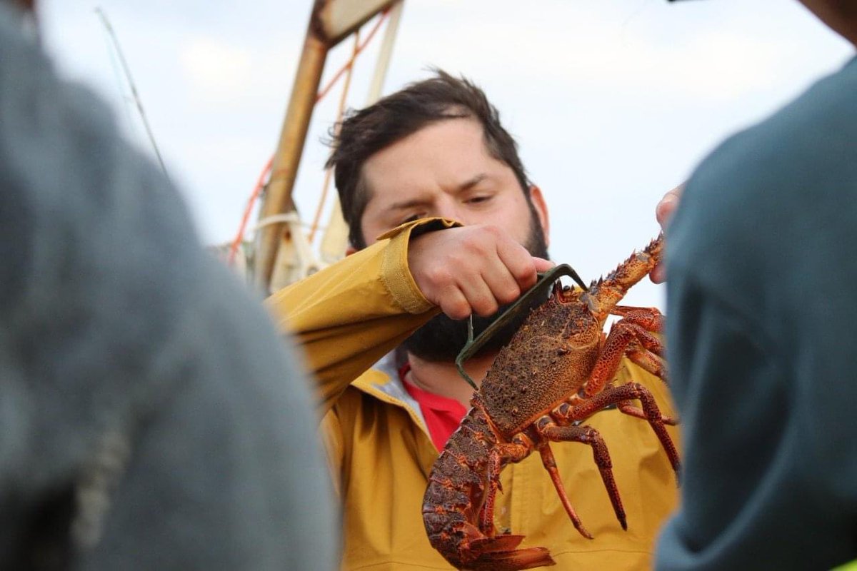 cristianlaborda's tweet photo. Chile should be proud of its elected president, @gabrielboric he is visiting  Juan Fernadez (oceanic Island) himself was working with artisanal lobster fishers, verifying the allowed minimum size. We are ocean!! @totonia68 #TurquoiseForeingPolicy @ErnestoWcoutts @julio_salas https://t.co/dmjfKZbmDh