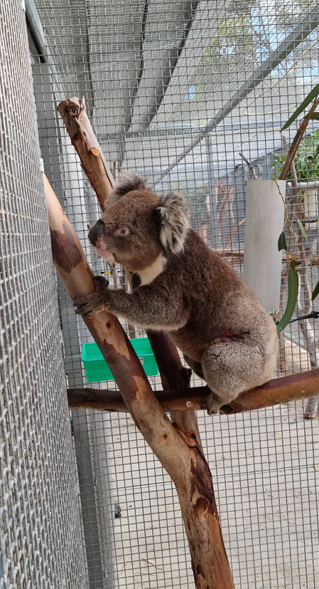 DropBearsio's tweet photo. @LooksRareNFT More donations have been made supporting our koalas who have recently become endangered 😞

We'd like to thank all of our partners we have donated to, came up the great work!
@HospitalKoala 
@alibee3184 
@SKER_Ltd 
#KoalaClancy

As our volume increases so do our donations! https://t.co/8xRoPK8Woy