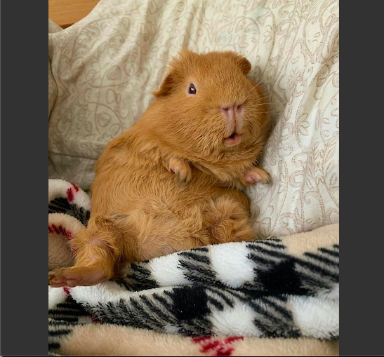 спящие морские свинки. морская свинка разлеглась. морская свинка лежит. морская свинка лежит. морская свинка гладкошерстная.