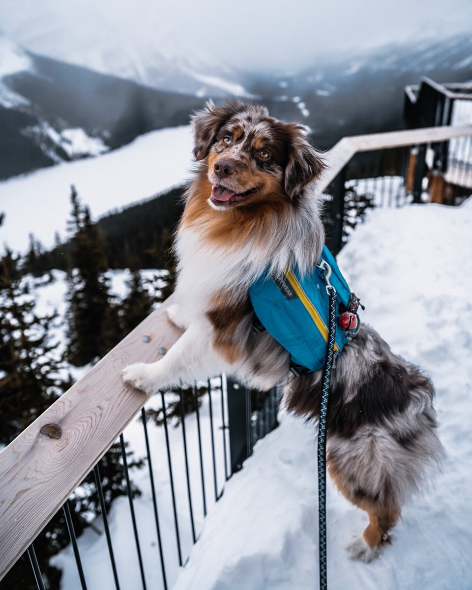 ✨ serious question though.. how many tweets in a day is too many? Does the limit even exist? 🧐 #howdoitwitter #twitterdogcommunity #dogsofinstagram #miniaussie #peytolakw