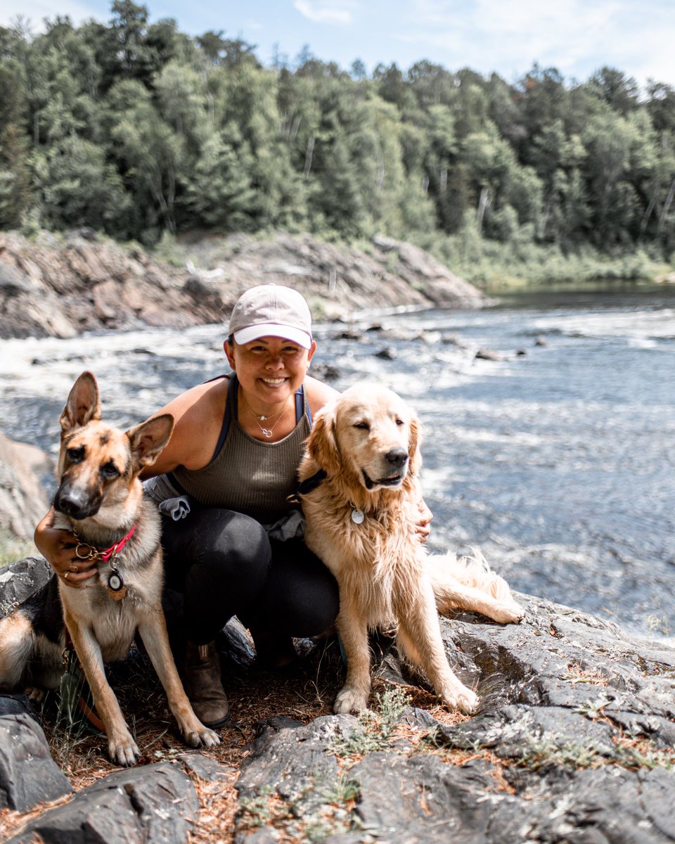 Kat + Easton | Golden Retriever + Makita | GSD tweet media