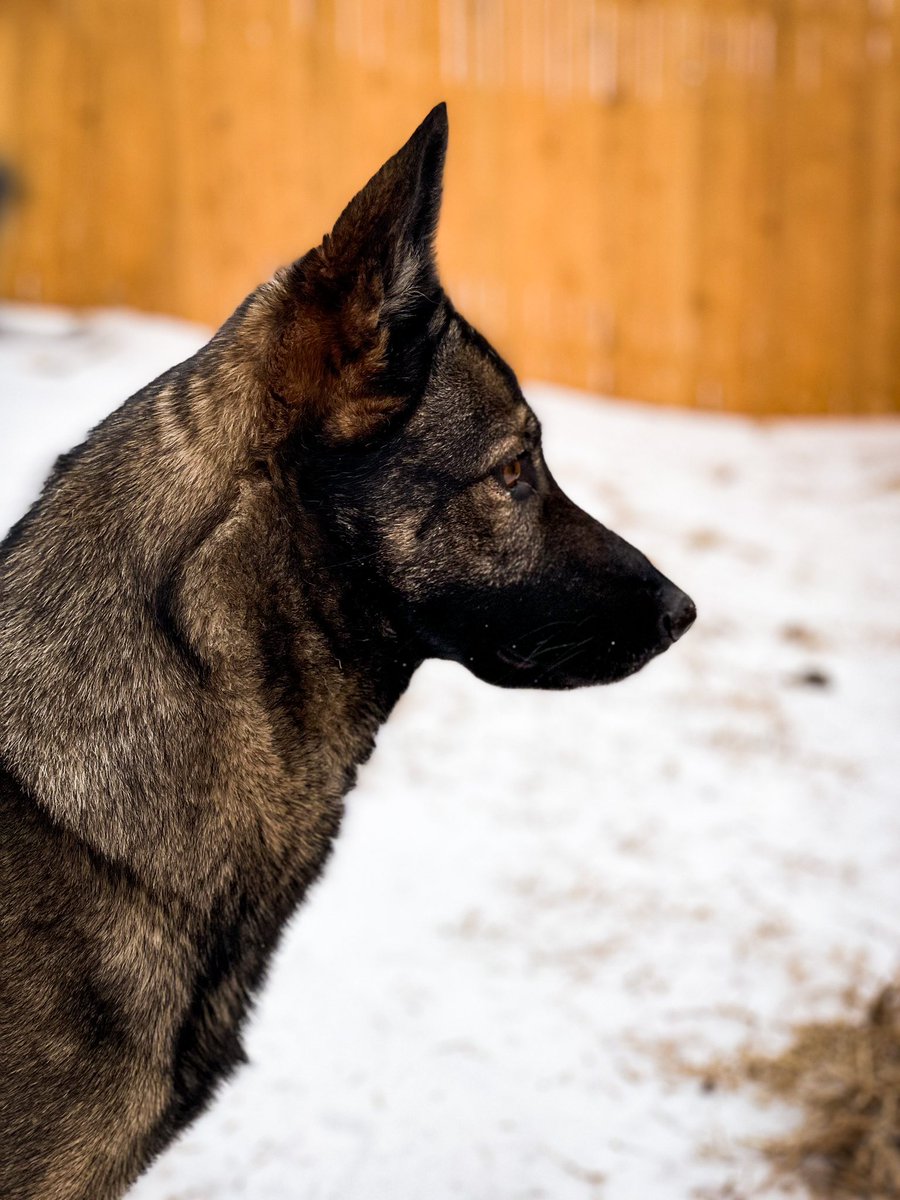 Me looking at other #twitterdogcommunity accounts also trying to learn how to use twitter… anyone else confused? #dogsoftwitter #dogsofinstagram #germanshepherd