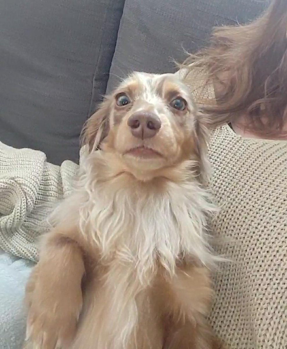 #twitterdogcommunity when you joined Twitter around midnight...
 And suddenly it's 3am....