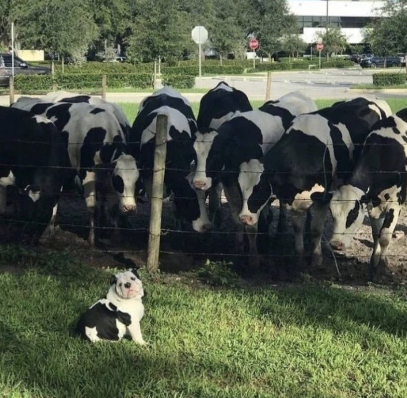 perritos_qctd's tweet photo. 🐮 https://t.co/H1UPgnnzbN