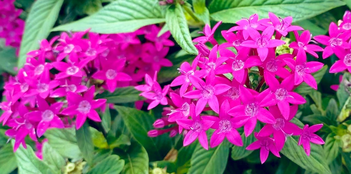 星型の花 Twitter Search Twitter