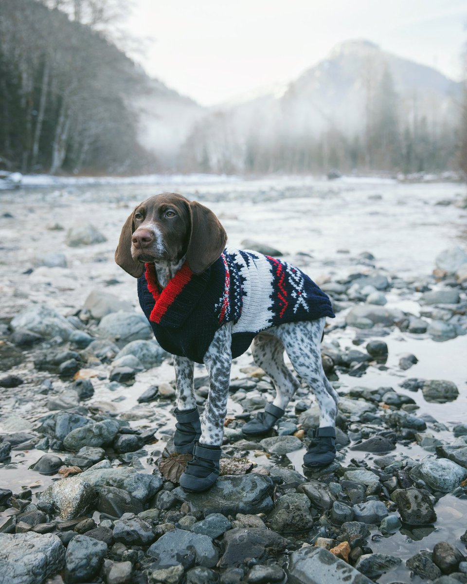 Huckleberry tweet media