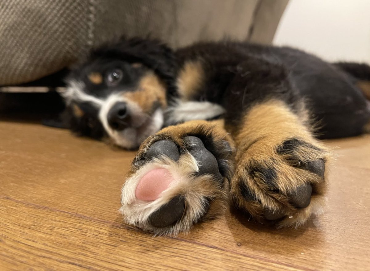 This, my friends, is the pink toe bean that stole my heart immediately. 

#dogsoftwitter #twitterdogcommunity