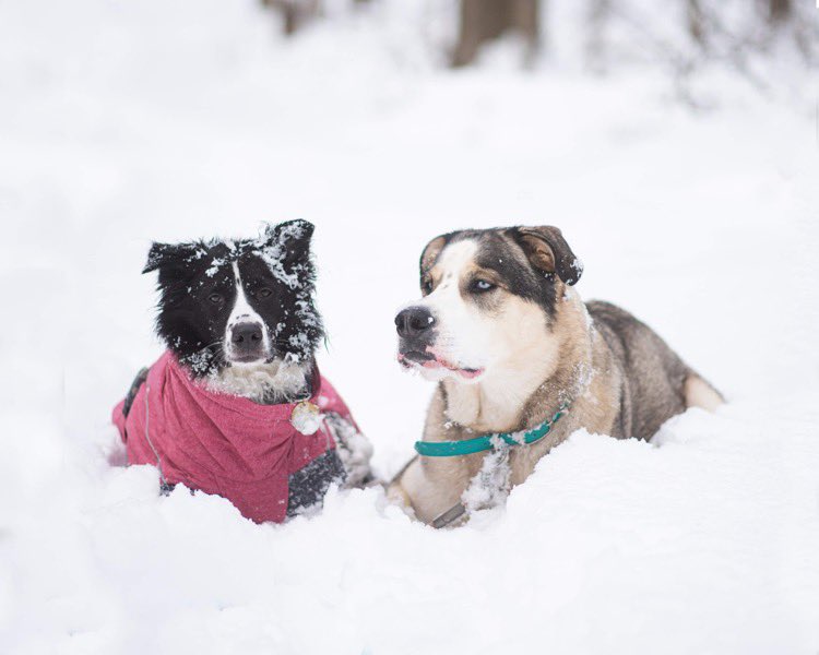 Reese, Ryder, and Ainsleigh tweet media